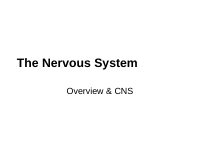 The Nervous System (1) (1).pdf